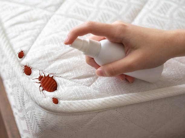 Best Flea Control Services  in Barnesville, OH